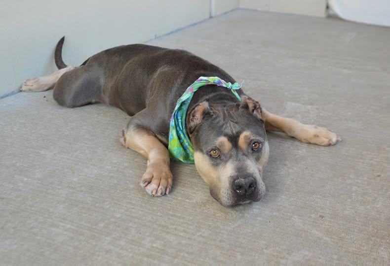 Enlarge Oso, a Adopted Pit Bull Terrier in McKinney, TX image 1/1