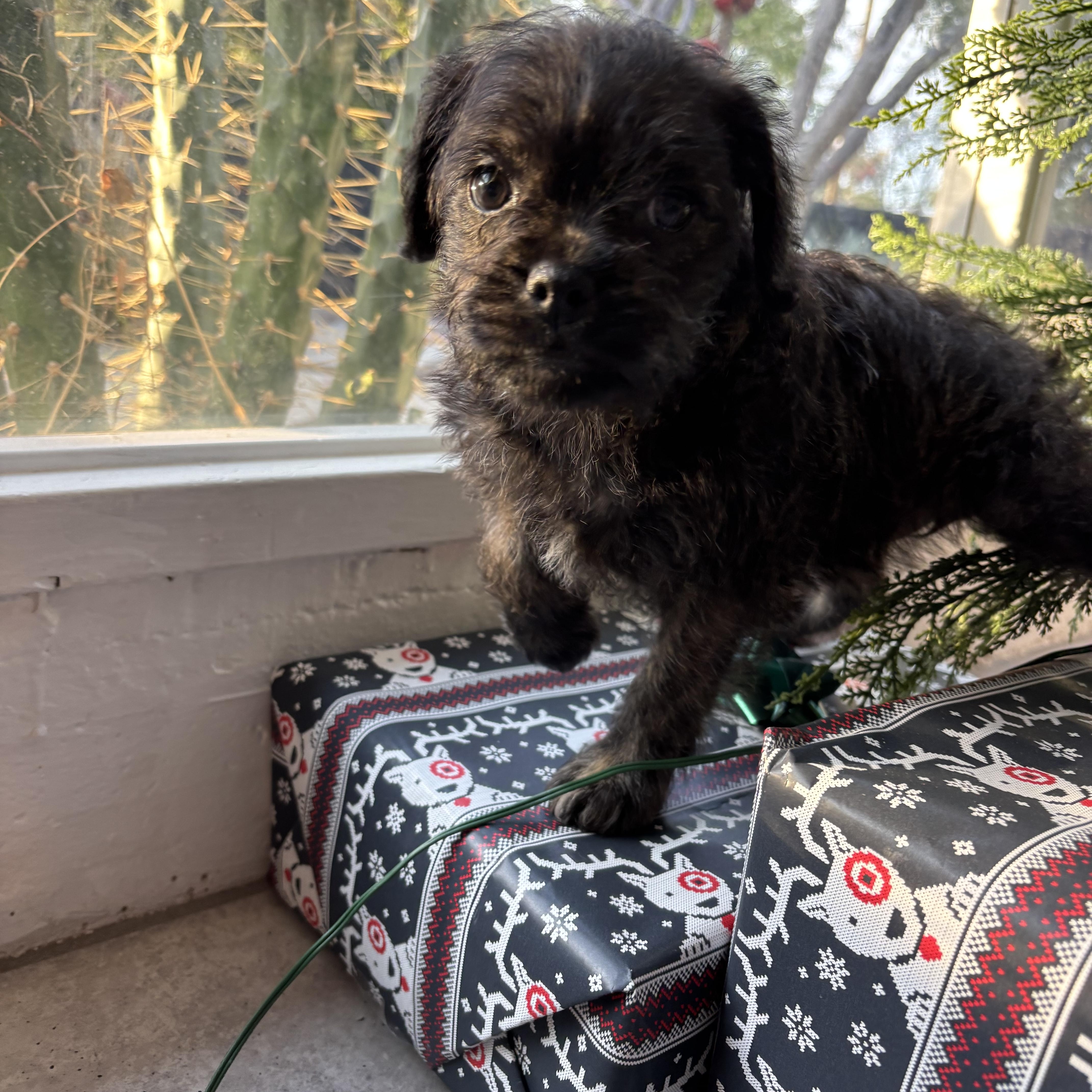 Enlarge Posey, an adopted mixed breed in Redlands , CA image 1/1