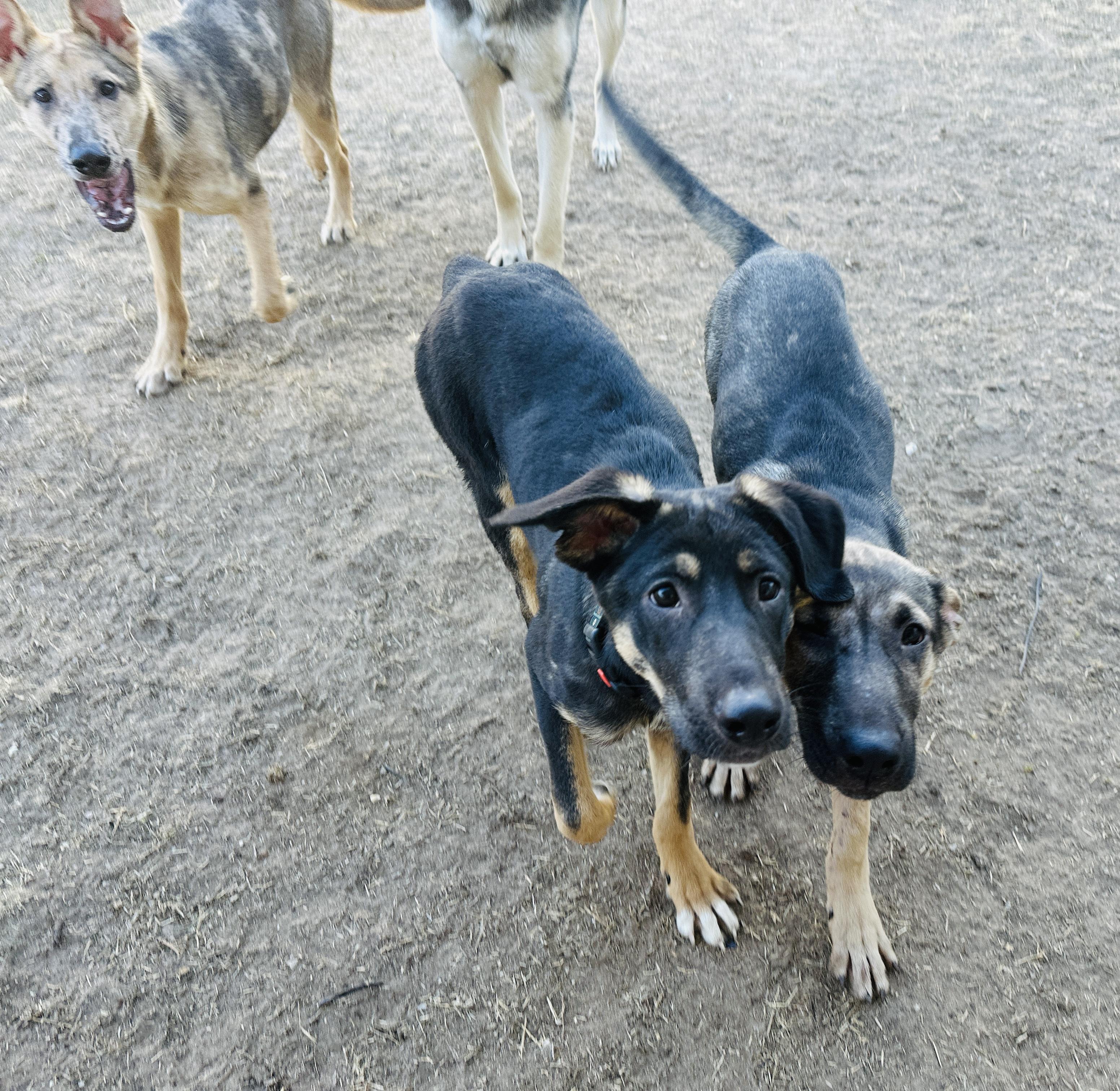 Flynn Ryder, a Adoptable mixed breed in Dallas, TX image 4/4
