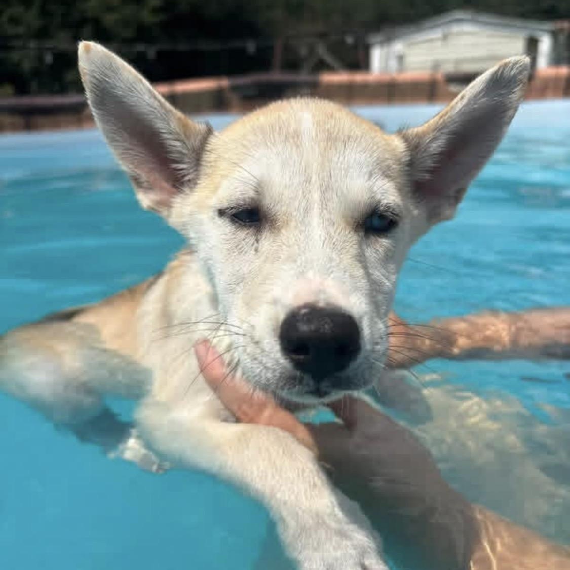 Enlarge Joleen, a Adoptable Husky in Johnston, RI image 2/3