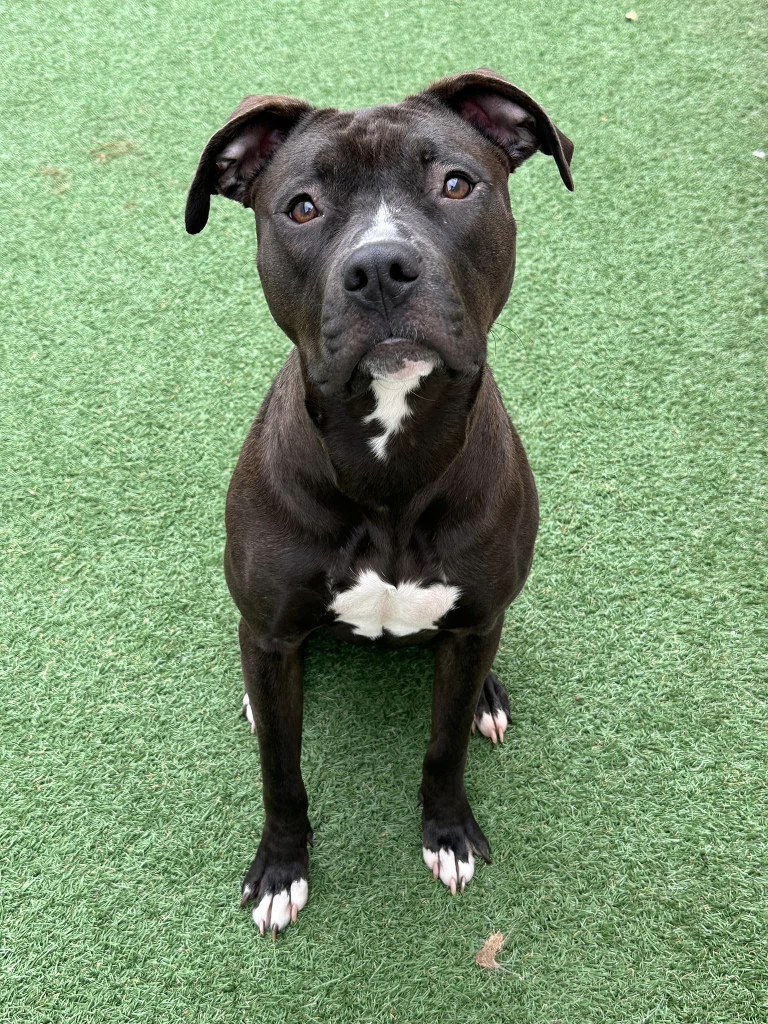 Enlarge Roxie, a Adoptable mixed breed in Souderton, PA image 1/1