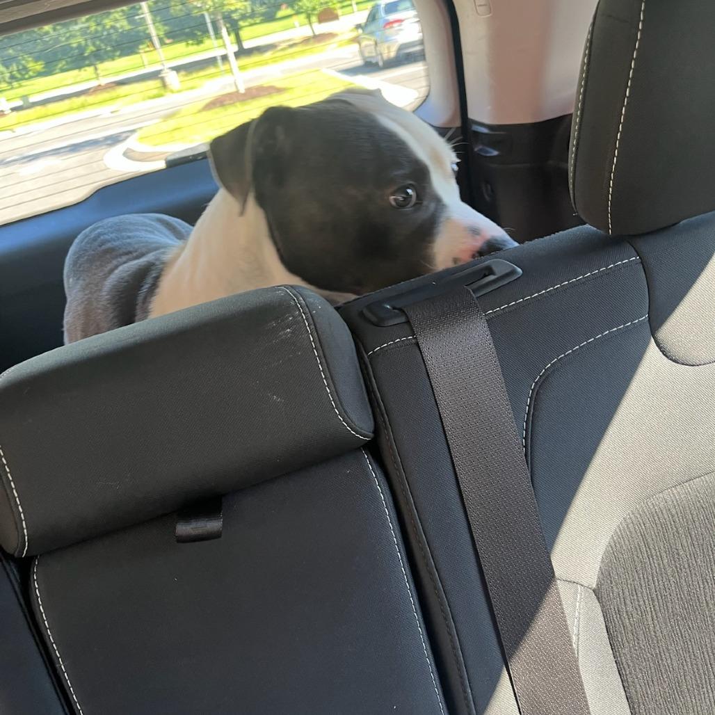 Felicia, Adoptable, Adult Female Mixed Breed.