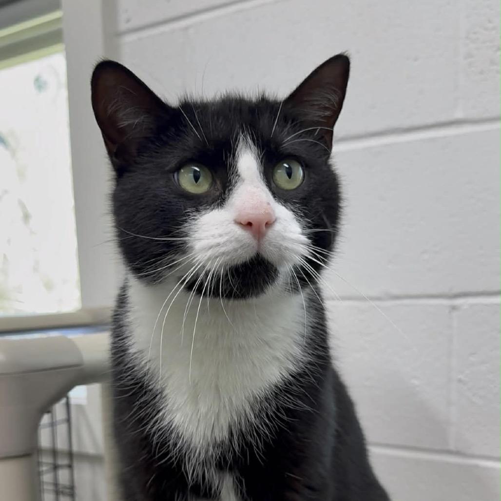 Enlarge Tuxx, a Adoptable Domestic Short Hair in Walnut Cove, NC image 1/6