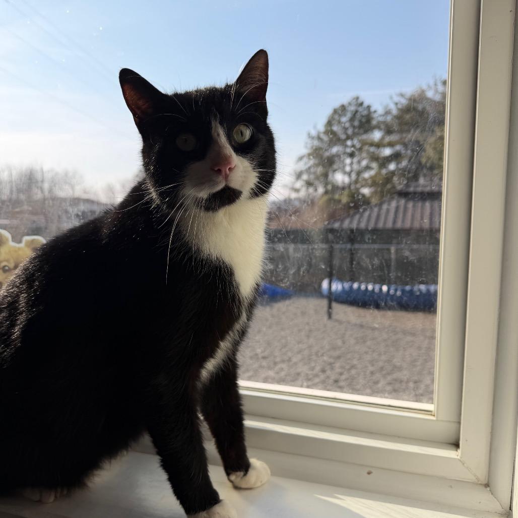 Enlarge Tuxx, a Adoptable Domestic Short Hair in Walnut Cove, NC image 3/6