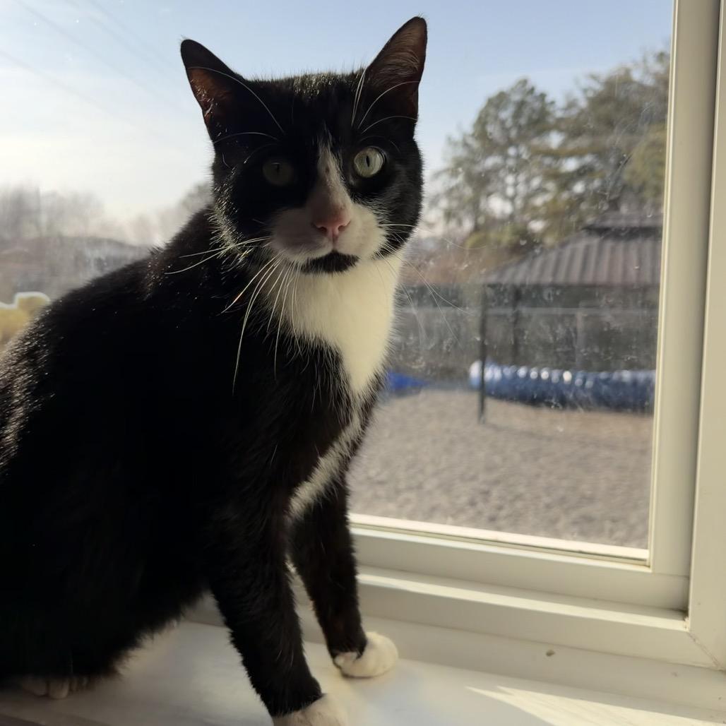 Enlarge Tuxx, a Adoptable Domestic Short Hair in Walnut Cove, NC image 4/6