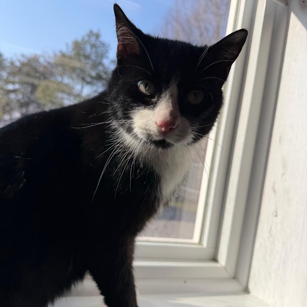 Enlarge Tuxx, a Adoptable Domestic Short Hair in Walnut Cove, NC image 5/6