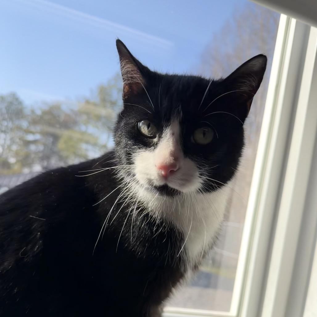 Enlarge Tuxx, a Adoptable Domestic Short Hair in Walnut Cove, NC image 6/6