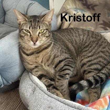 Kristoff, Adoptable, Young Male Domestic Short Hair & Domestic Short Hair.