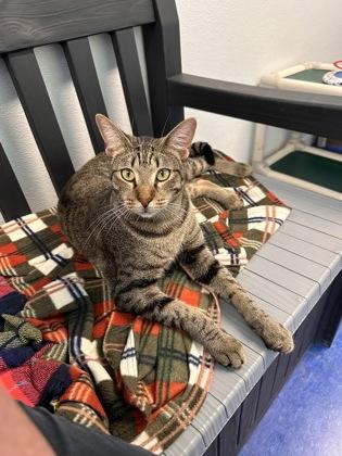 Kristoff, Adoptable, Young Male Domestic Short Hair & Domestic Short Hair.