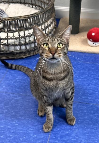 Enlarge Kristoff, a Adoptable mixed breed in Bridgewater, NJ image 2/3