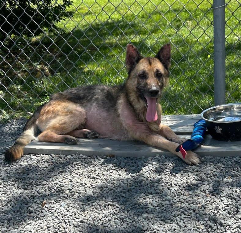 Chase, Adult Male German Shepherd Dog