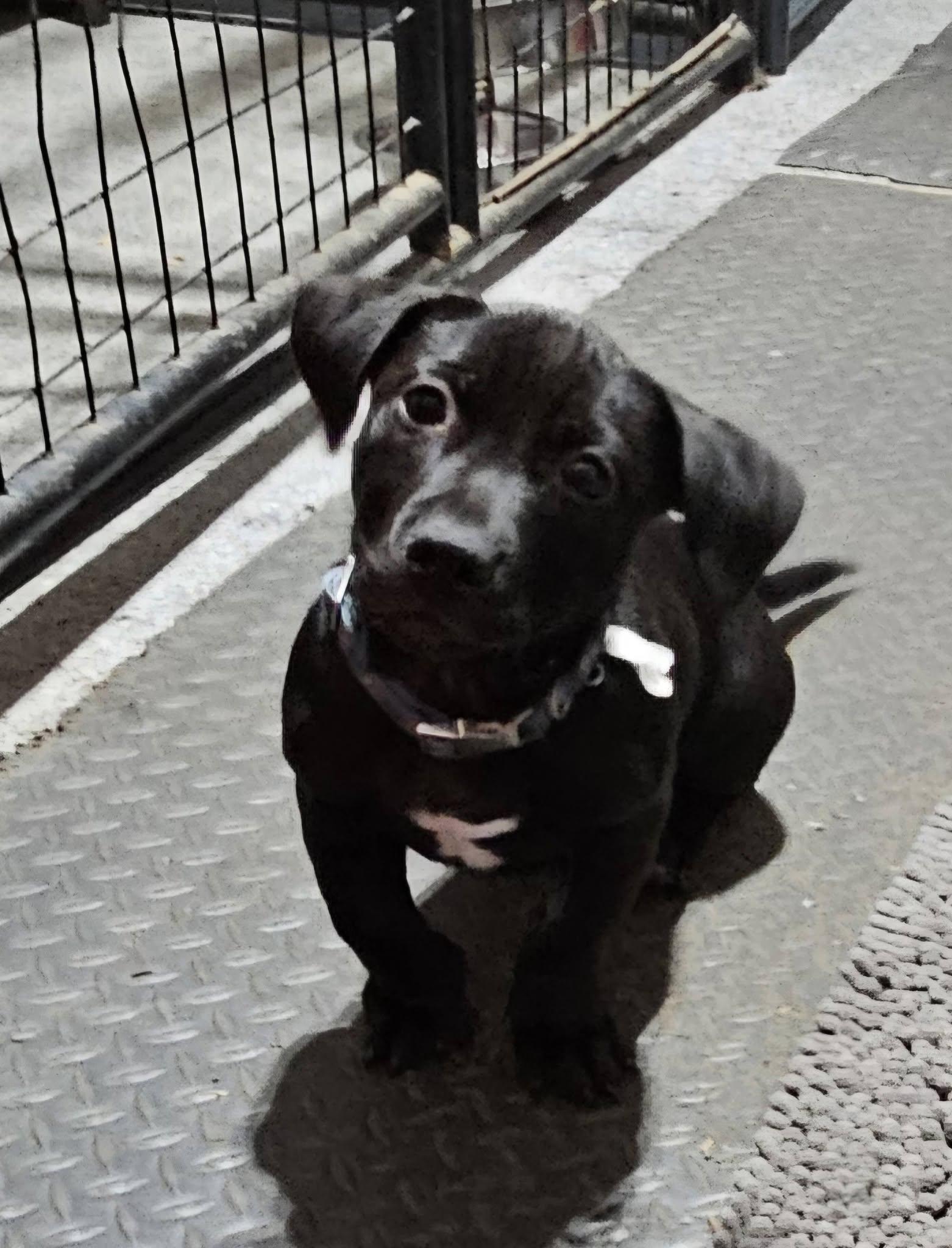 Enlarge Maxwell, a ADOPTABLE mixed breed in Plainfield, NH image 1/2
