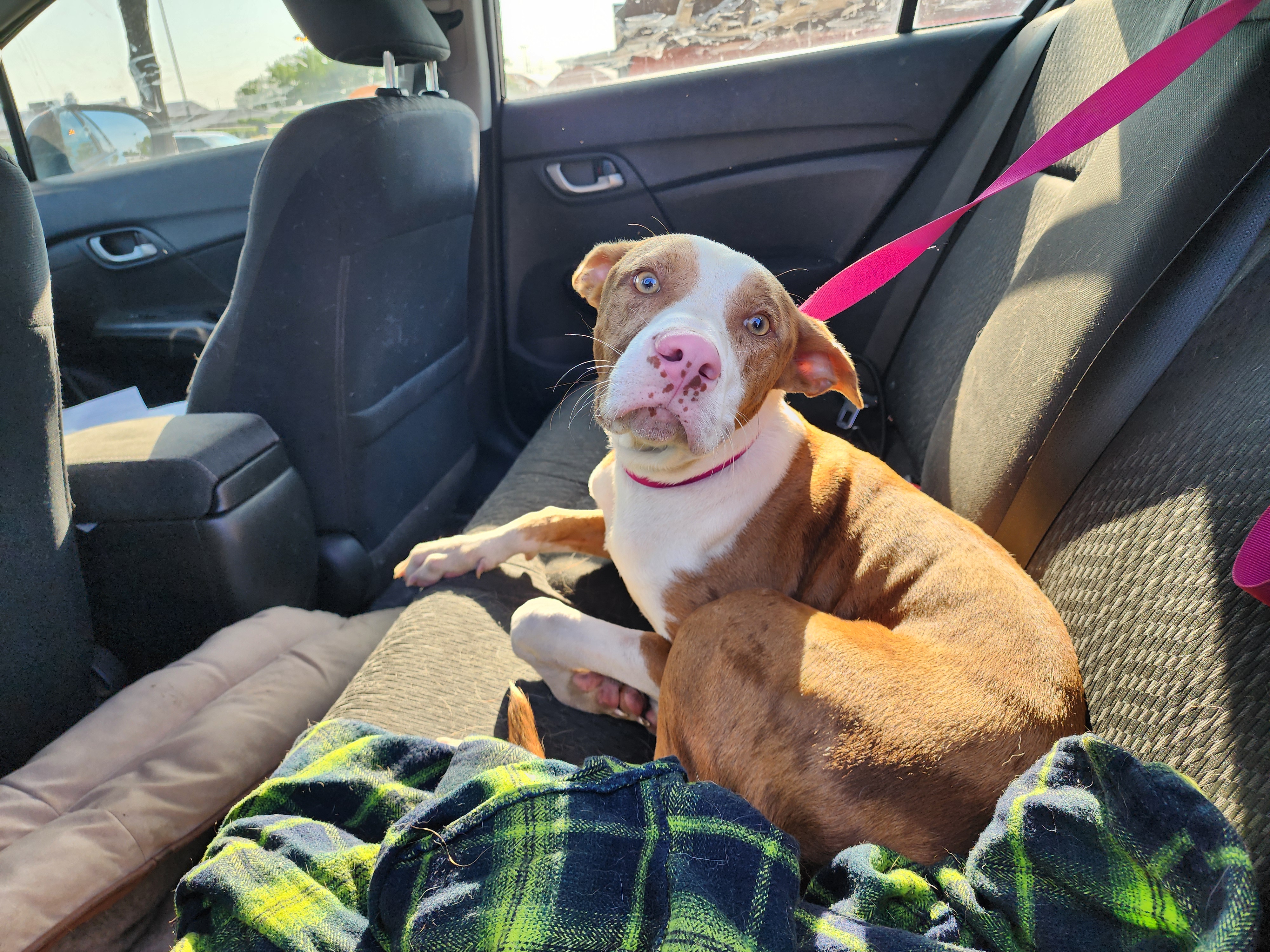 Kramer, Adopted, Puppy Male Ibizan Hound & Terrier.