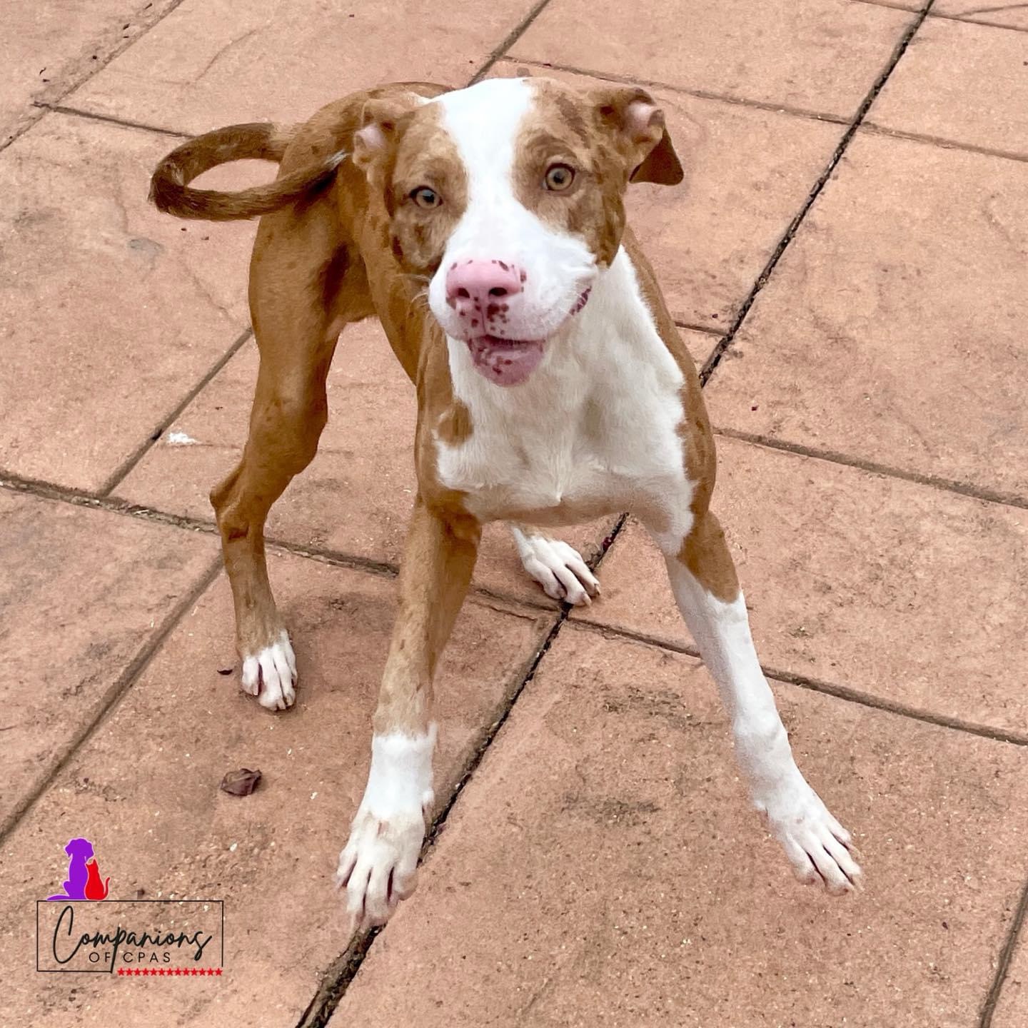 Kramer, Adopted, Puppy Male Ibizan Hound & Terrier.