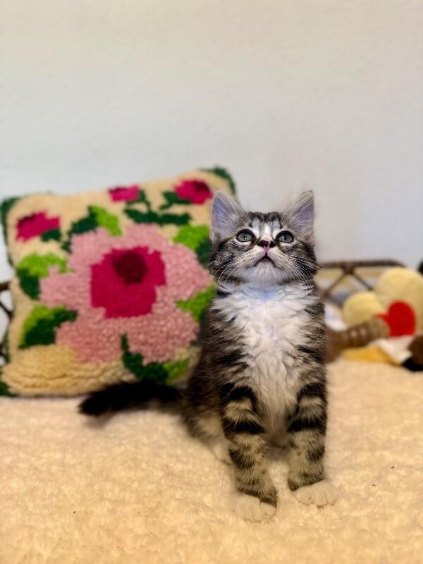 Kimmie the Cutie Pie, a Adoptable mixed breed in Nashville, TN image 5/6