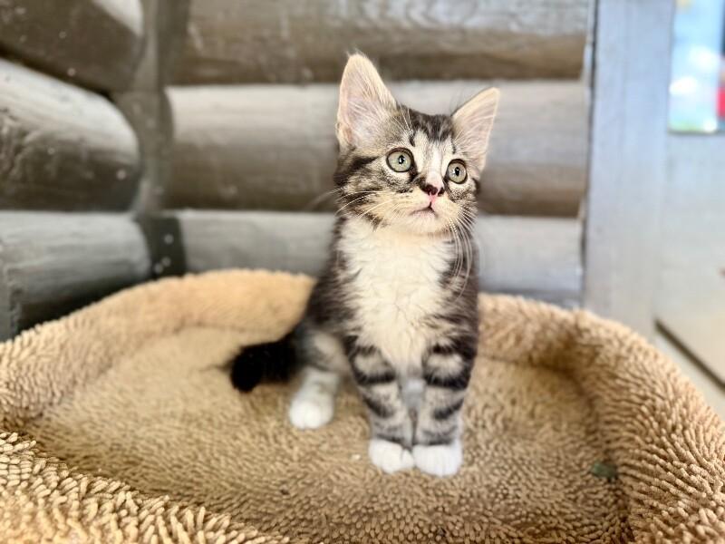 Kimmie the Cutie Pie, a Adoptable mixed breed in Nashville, TN image 6/6