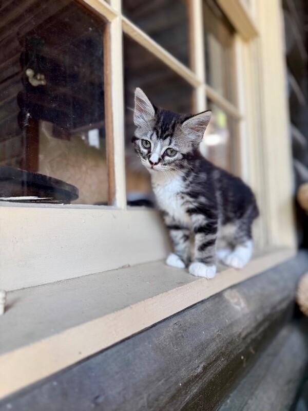 Kimmie the Cutie Pie, a Adoptable mixed breed in Nashville, TN image 4/6