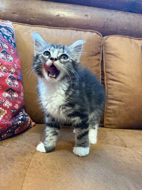 Kimmie the Cutie Pie, a Adoptable mixed breed in Nashville, TN image 3/6