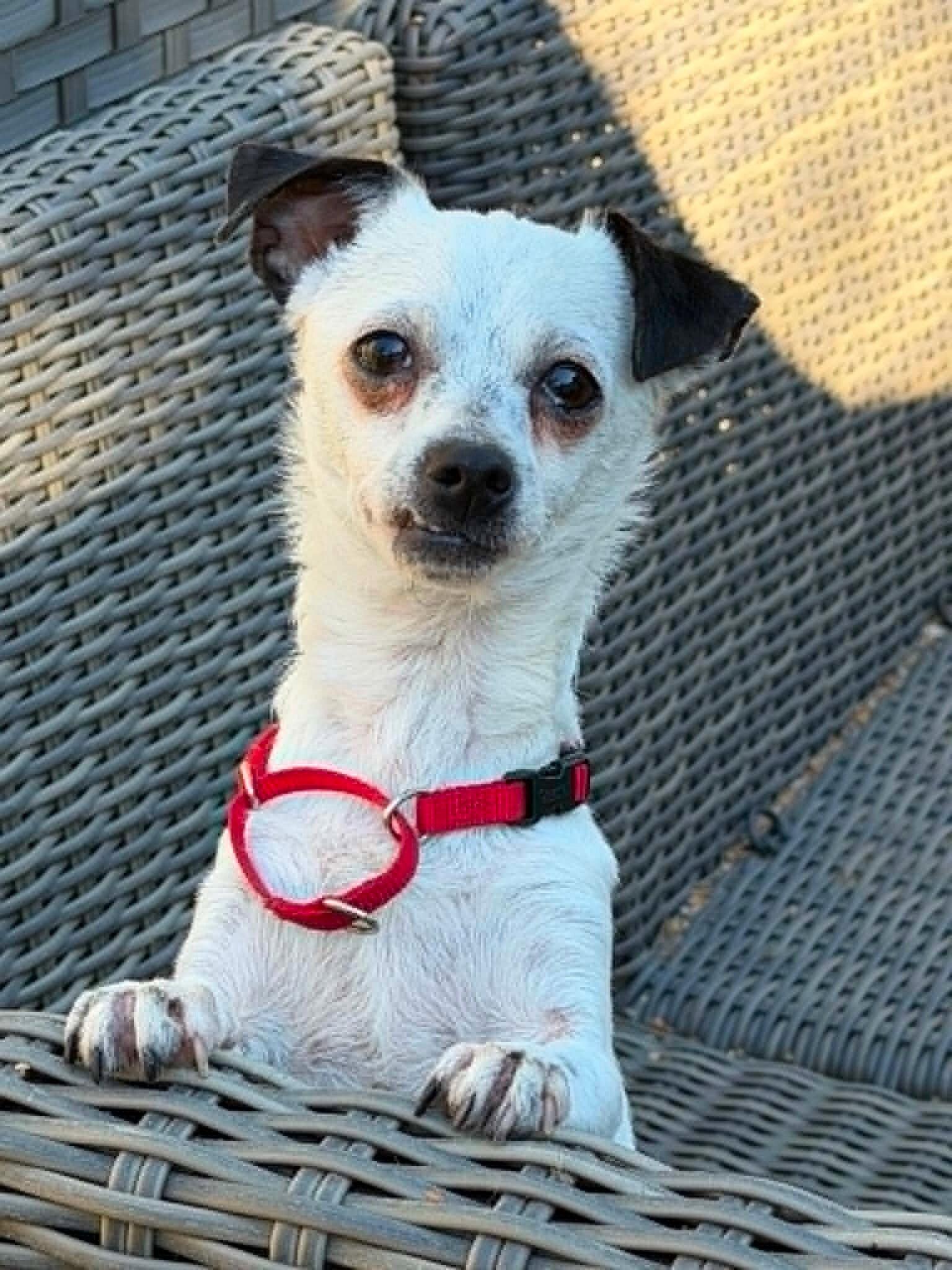 Snoopy, Adopted, Adult Male Chihuahua.