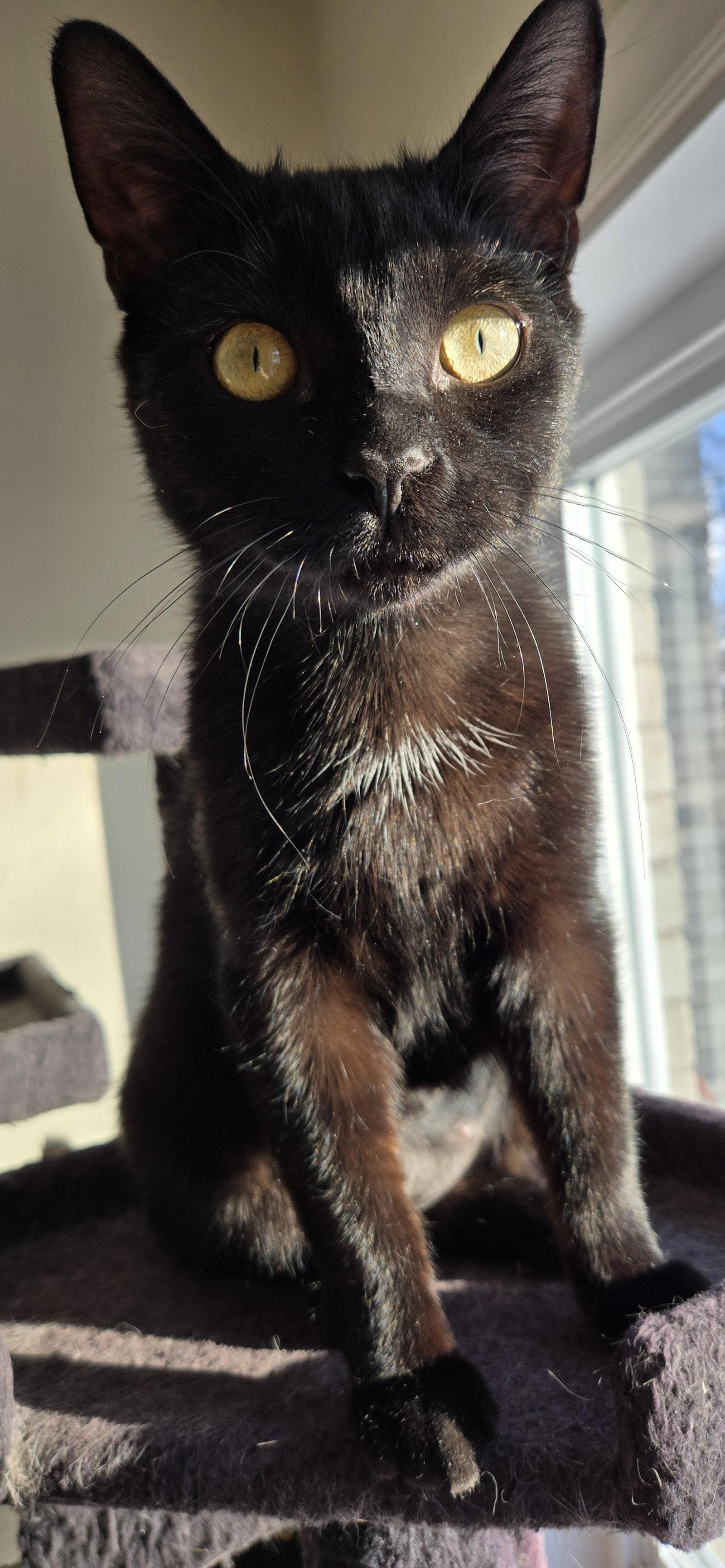 Enlarge Laufey, a Adopted Domestic Short Hair in Montreal, QC image 2/3