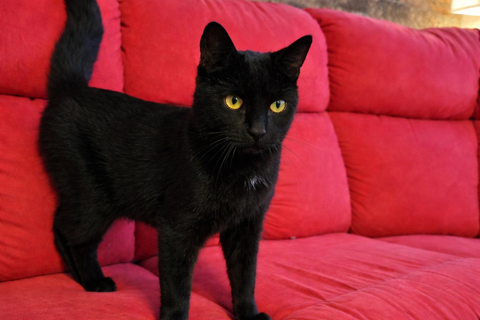 Enlarge Laufey, a Adopted Domestic Short Hair in Montreal, QC image 3/3