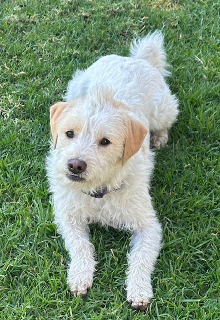 Enlarge TEDDY, a ADOPTABLE mixed breed in Bell Gardens, CA image 5/6