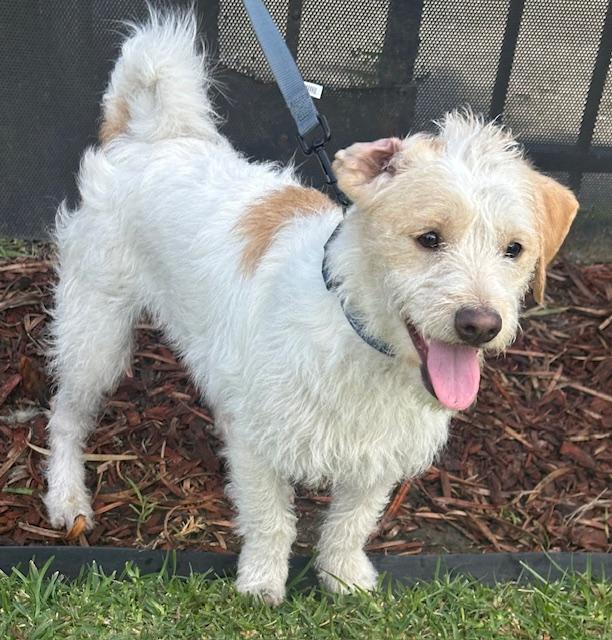 Enlarge TEDDY, a ADOPTABLE mixed breed in Bell Gardens, CA image 6/6