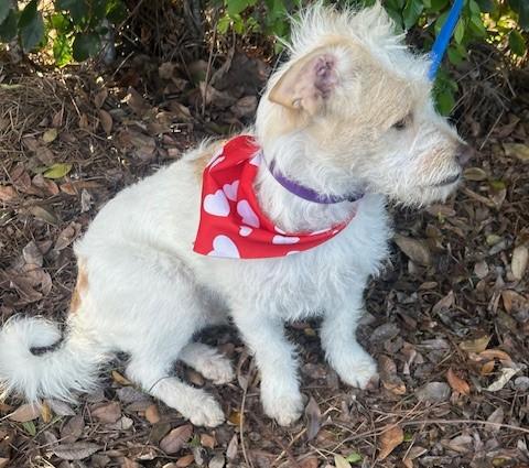 Enlarge TEDDY, a ADOPTABLE mixed breed in Bell Gardens, CA image 4/6