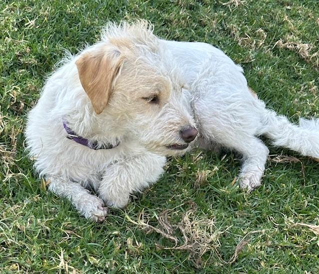 Enlarge TEDDY, a ADOPTABLE mixed breed in Bell Gardens, CA image 3/6