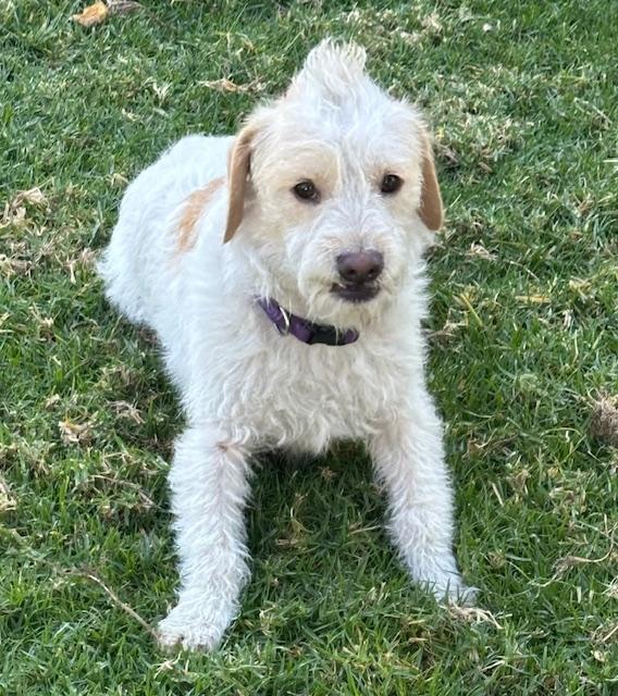 Enlarge TEDDY, a ADOPTABLE mixed breed in Bell Gardens, CA image 2/6