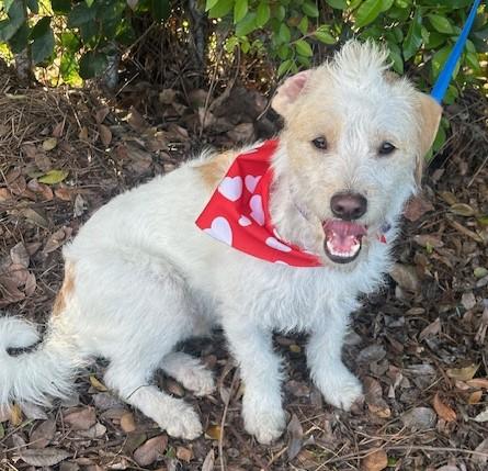 Enlarge TEDDY, a ADOPTABLE mixed breed in Bell Gardens, CA image 1/6