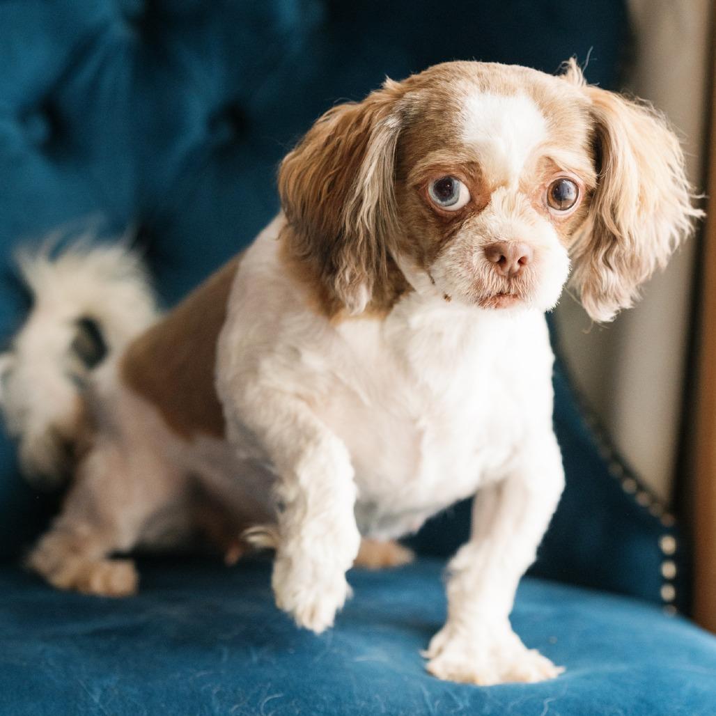 Melody, ADOPTABLE, Adult Female Shih Tzu.