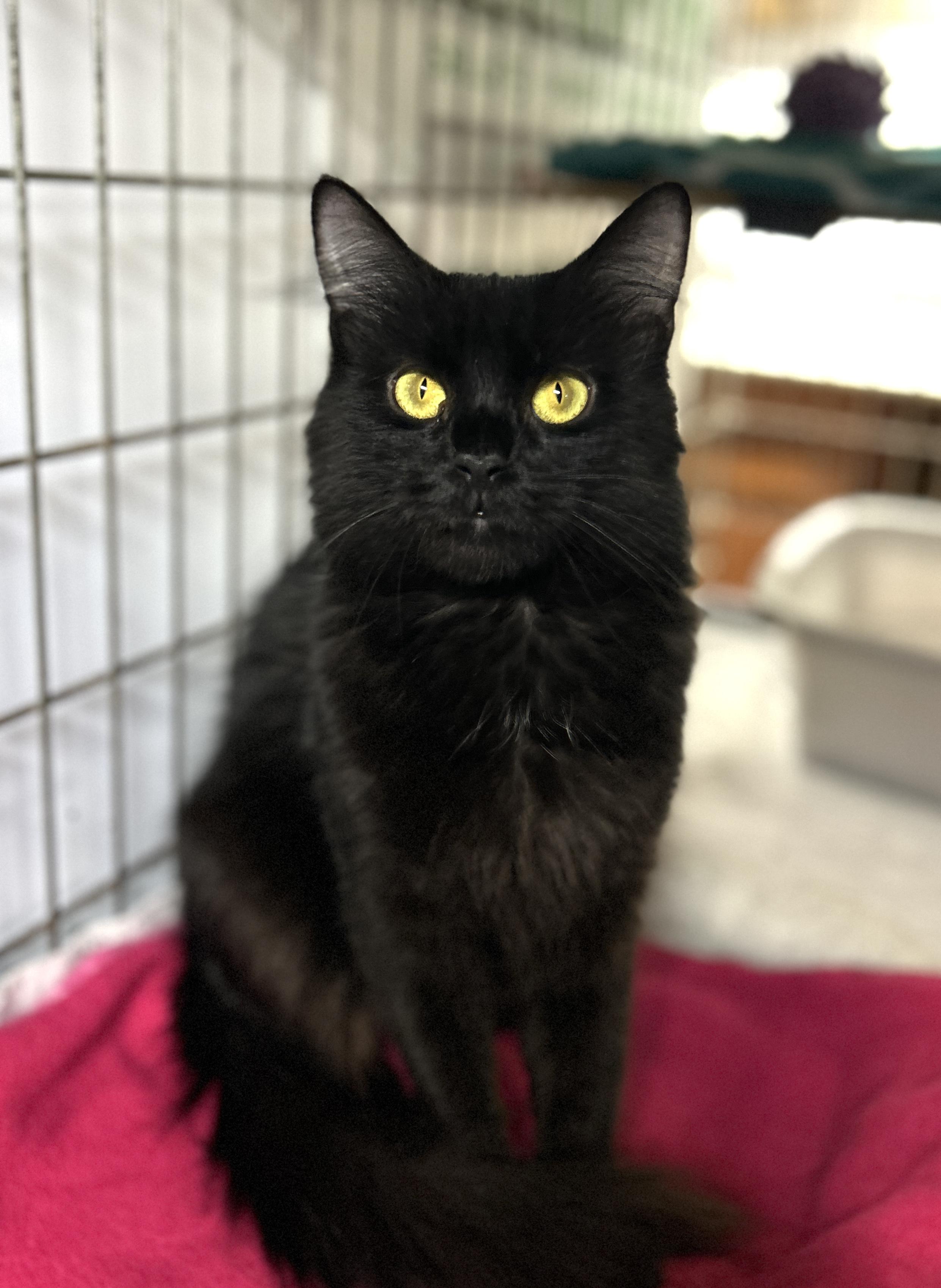 Enlarge Crystal, a ADOPTABLE Domestic Short Hair in Avon, OH image 2/2