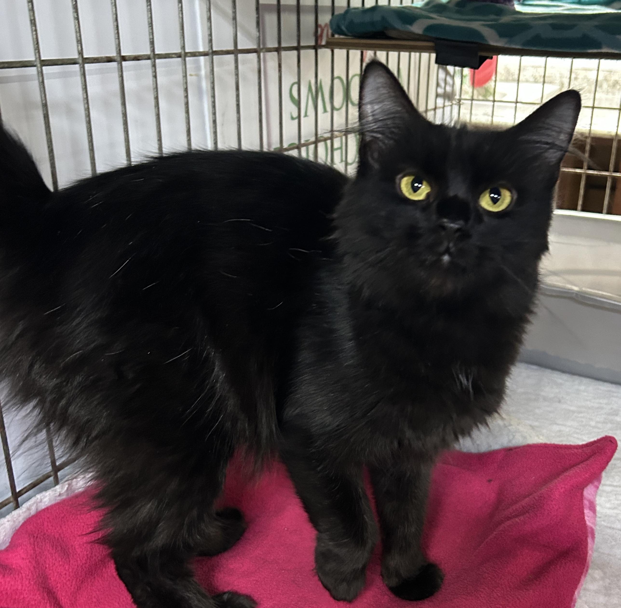 Enlarge Crystal, a ADOPTABLE Domestic Short Hair in Avon, OH image 1/2
