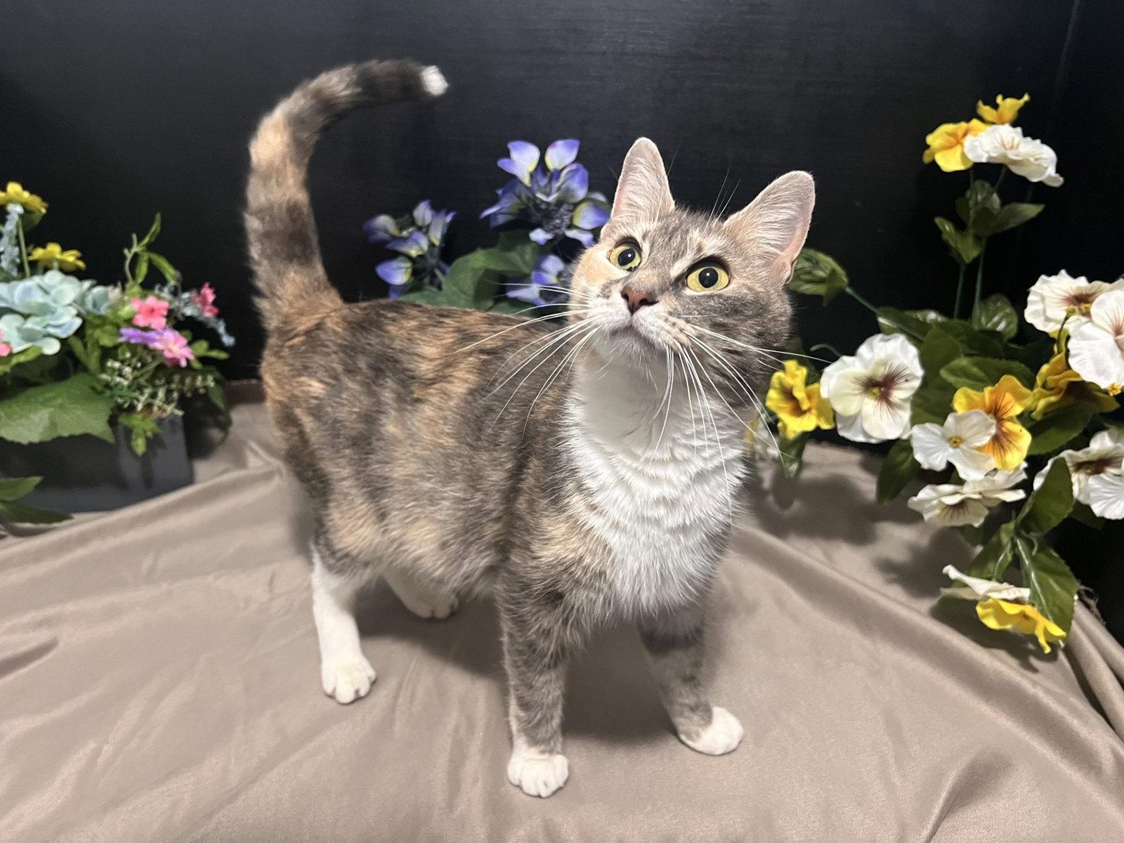 Penny, Adoptable, Young Female Dilute Calico & Domestic Short Hair.