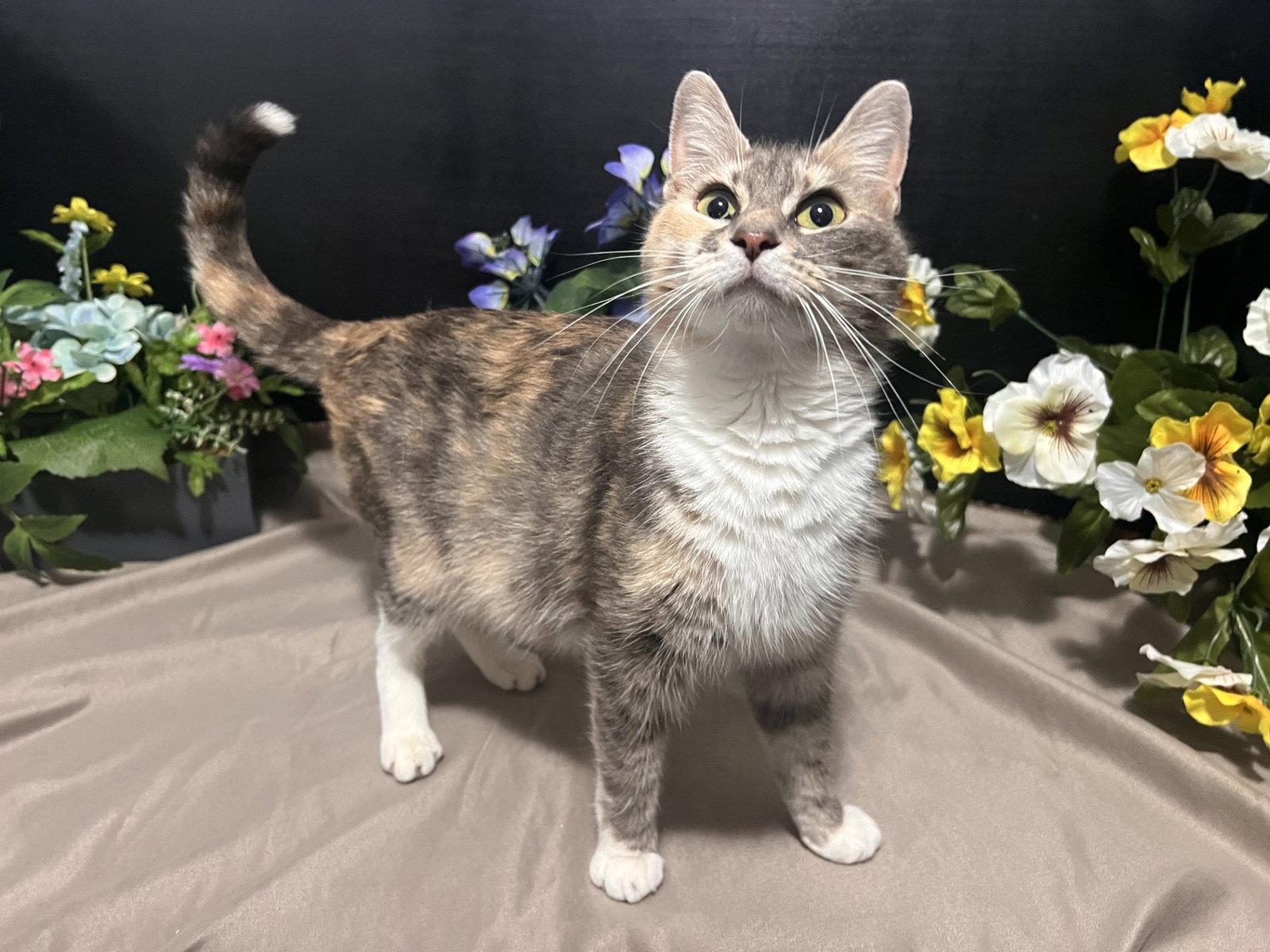 Penny, a Adoptable mixed breed in Fayetteville, GA image 2/3
