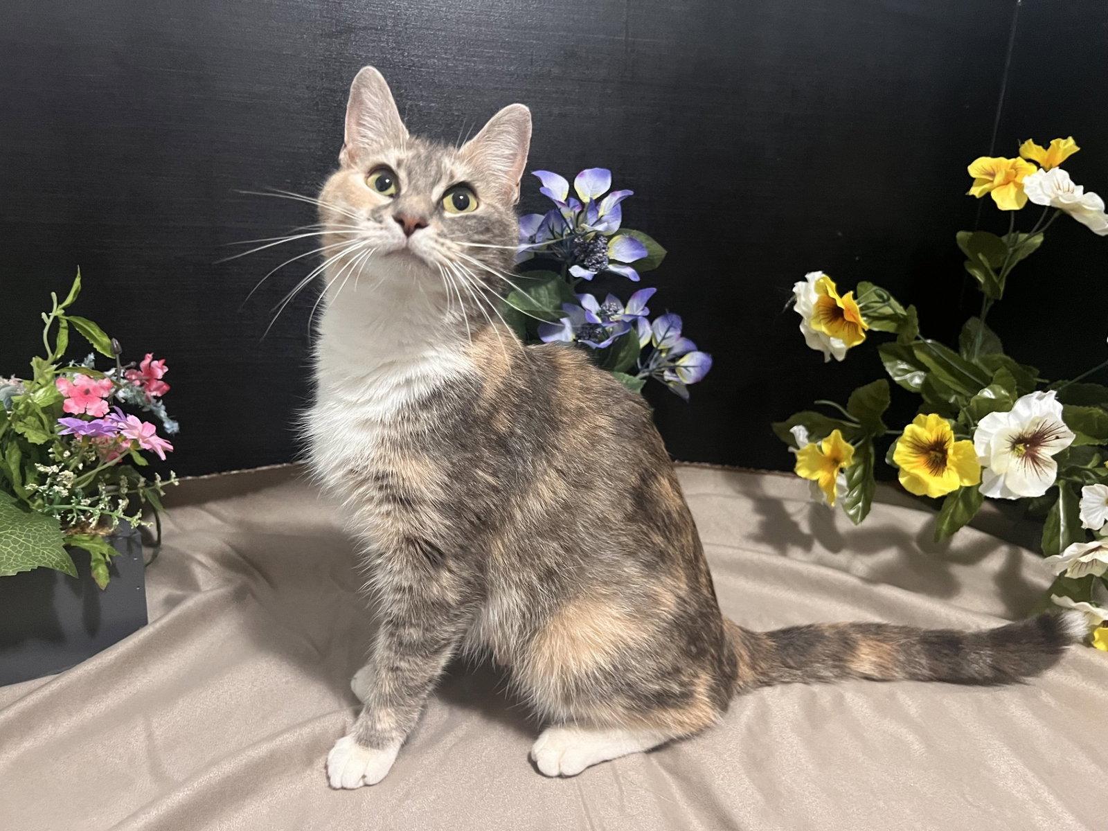 Penny, a Adoptable mixed breed in Fayetteville, GA image 3/3