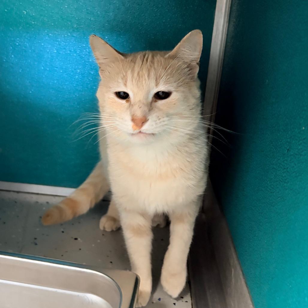 Simba, Adoptable, Adult Male Domestic Short Hair.