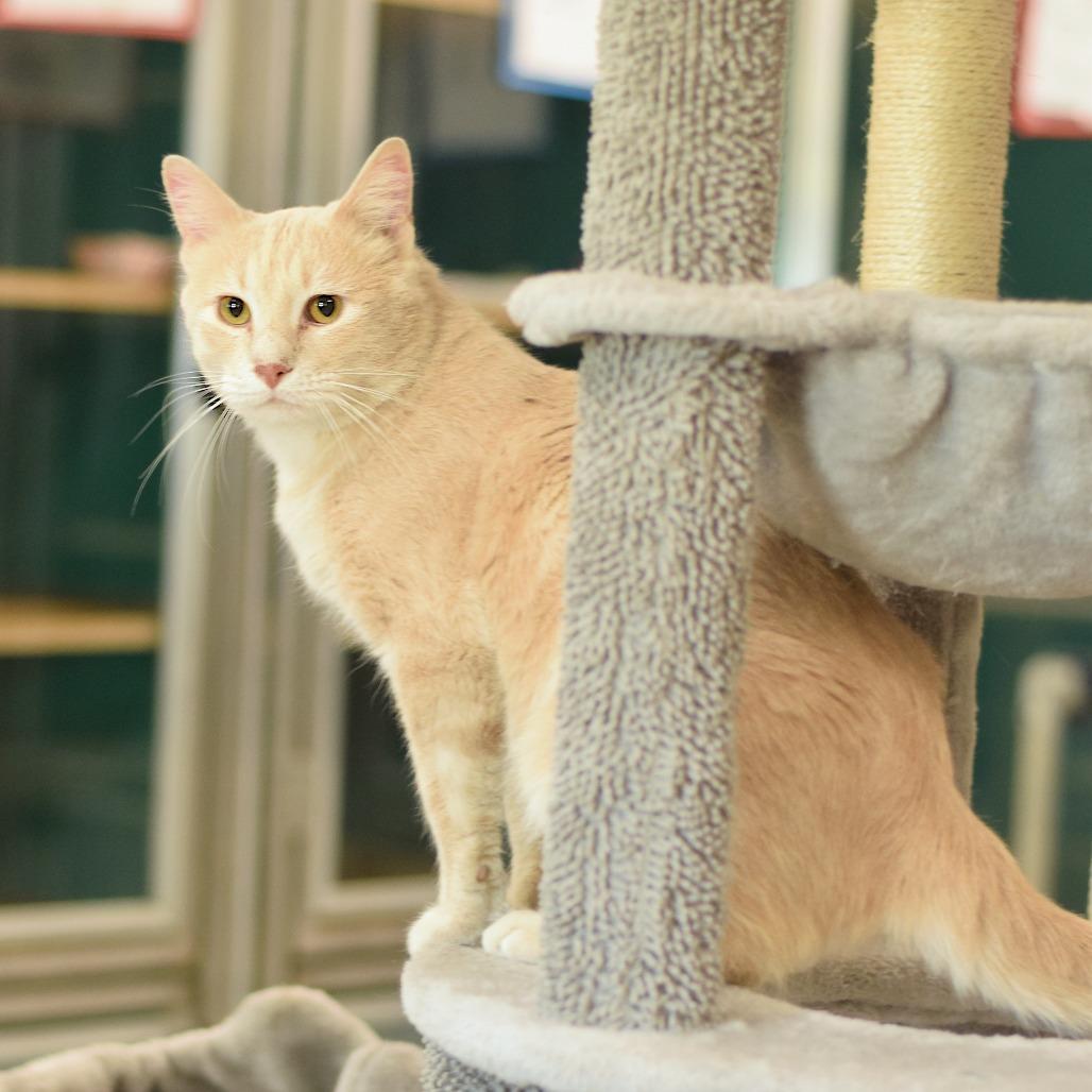 Simba, a Adoptable Domestic Short Hair in Belleville, IL image 2/6