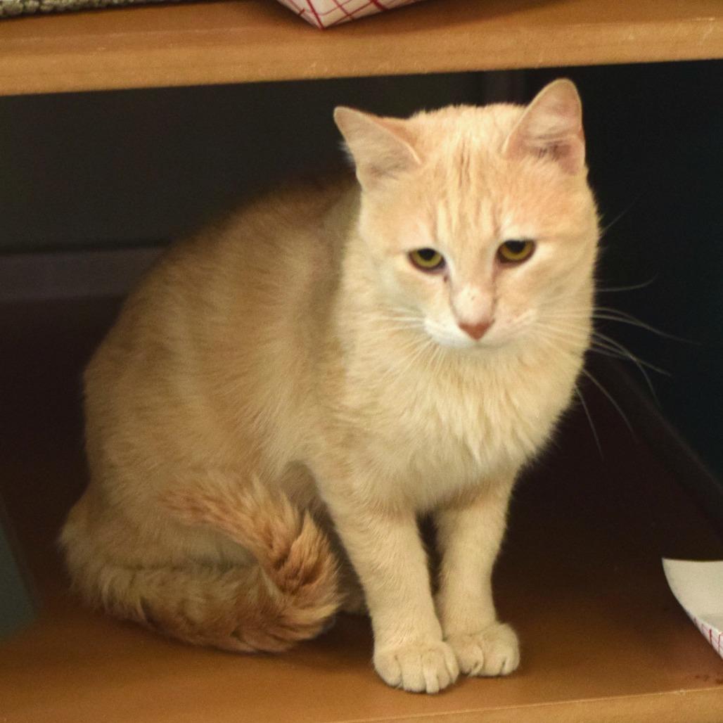 Simba, a Adoptable Domestic Short Hair in Belleville, IL image 4/6