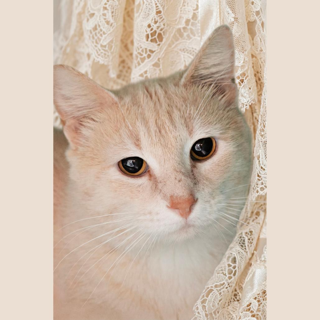 Simba, a Adoptable Domestic Short Hair in Belleville, IL image 5/6
