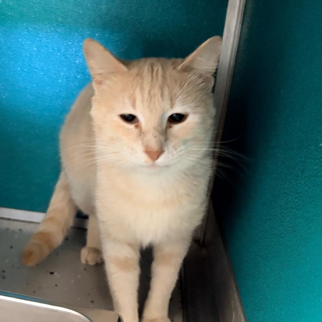 Simba, a Adoptable Domestic Short Hair in Belleville, IL image 6/6
