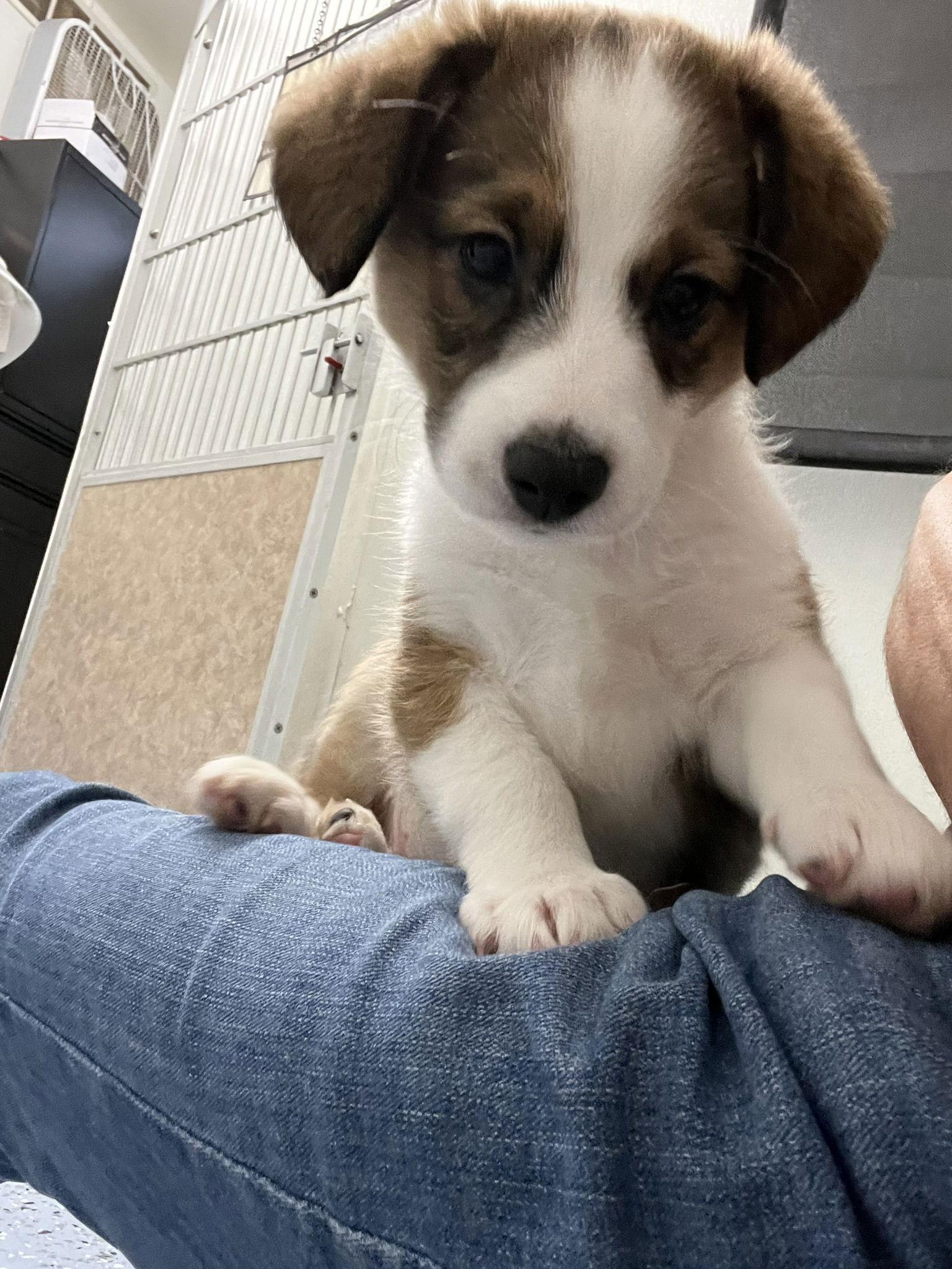 Enlarge Wrigley, a Adopted mixed breed in Emmett, ID image 1/3