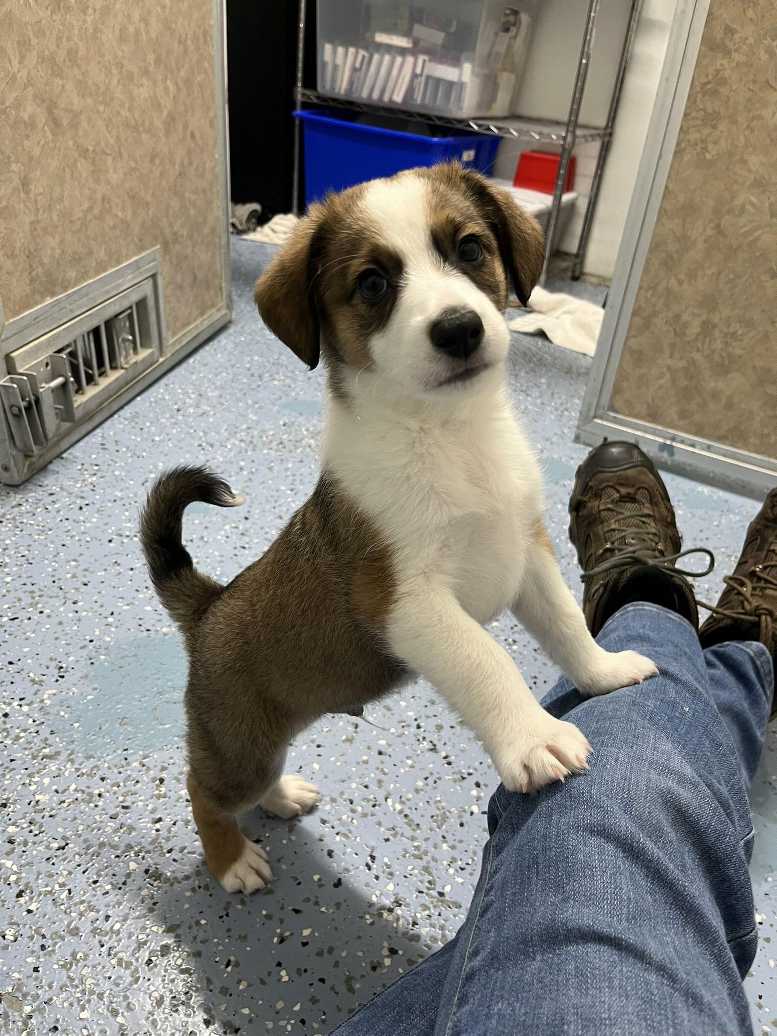 Enlarge Wrigley, a Adopted mixed breed in Emmett, ID image 3/3