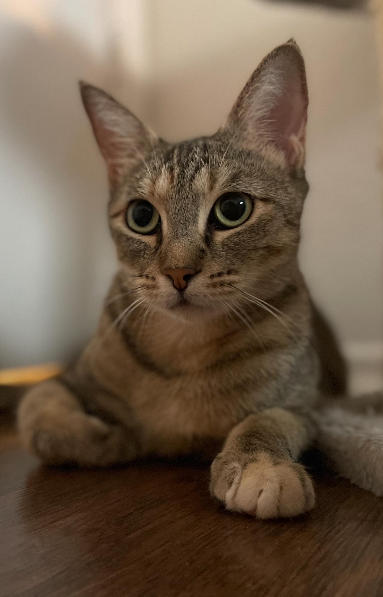Layla, a Adoptable American Shorthair in Austin, TX image 1/3