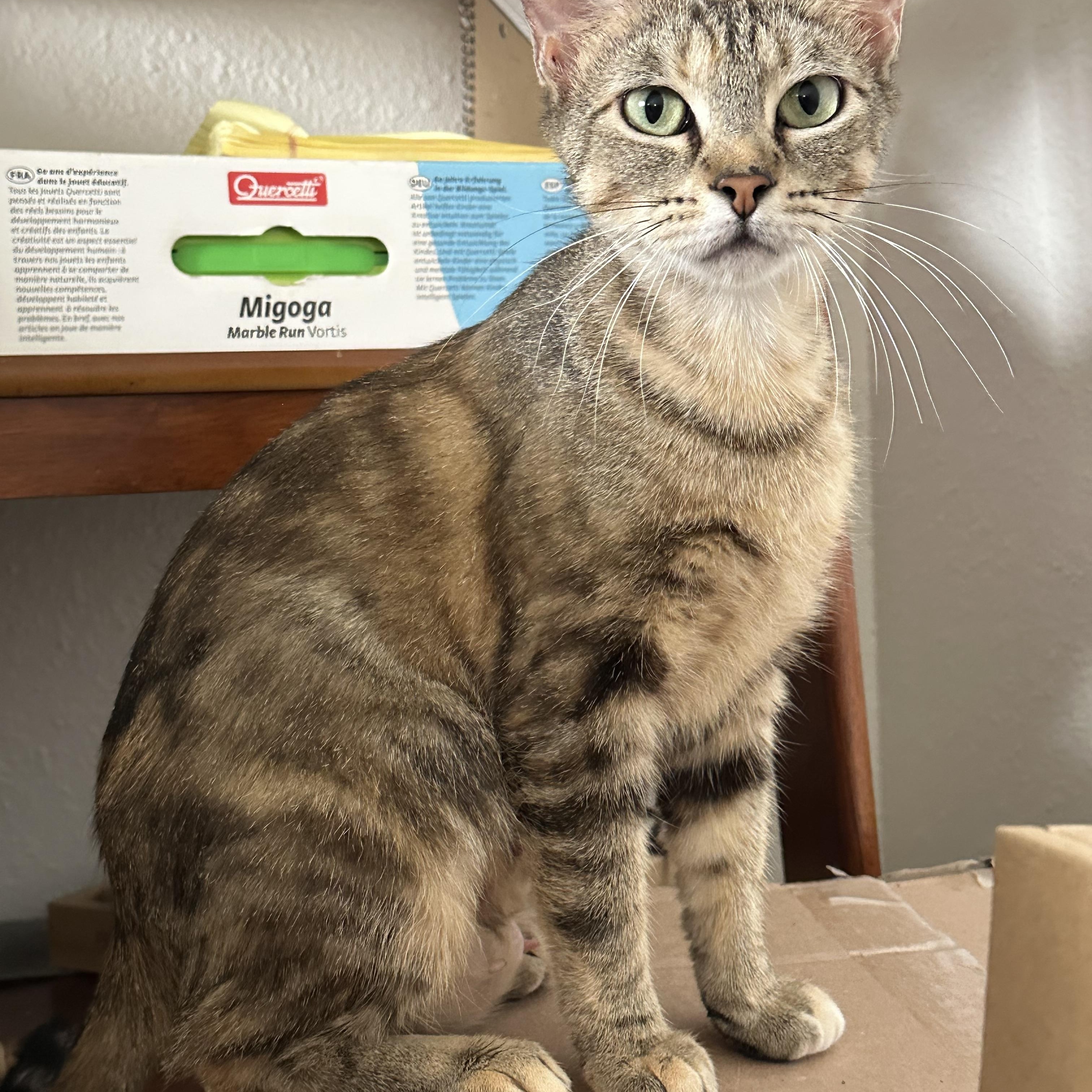 Layla, a Adoptable American Shorthair in Austin, TX image 3/3