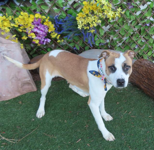 MARIPOSA, Adoptable, Young Female Pit Bull Terrier & Mixed Breed.