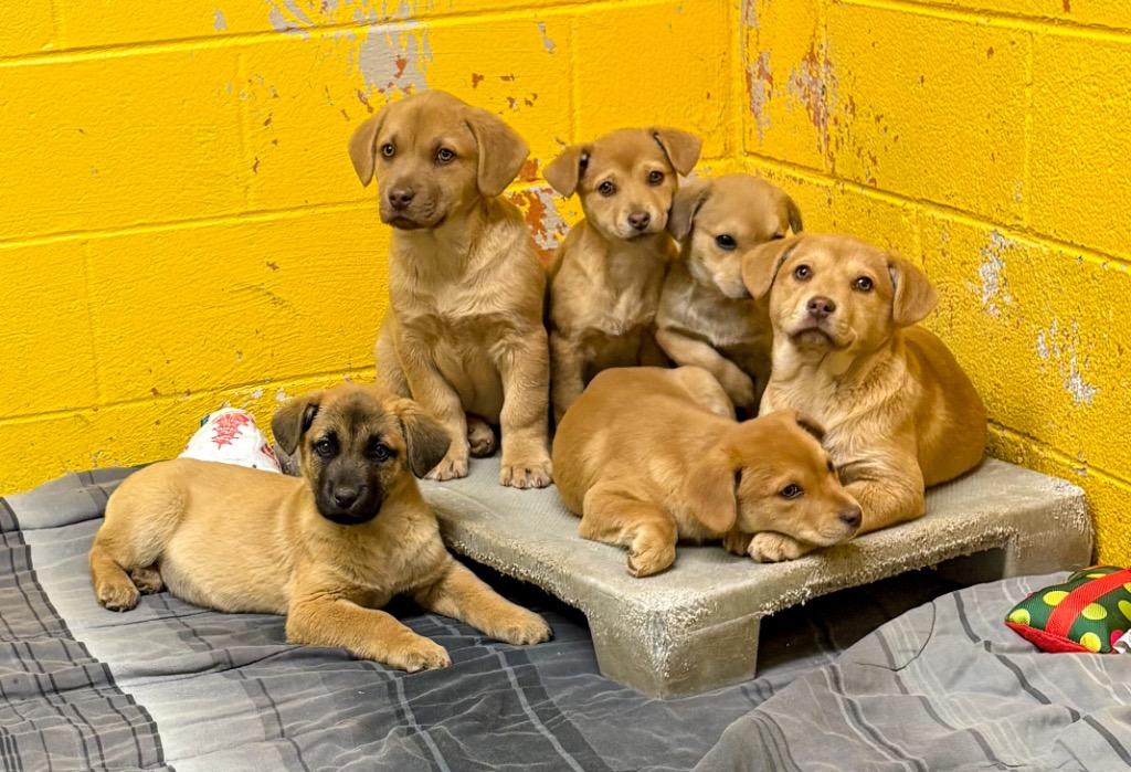 Bean, Adoptable, Puppy Male Mixed Breed.