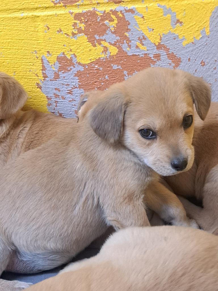 Bean, a Adoptable mixed breed in Murray, KY image 2/2