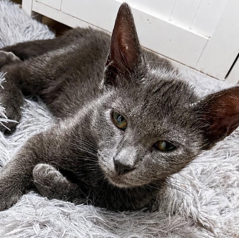 Enlarge Blue, a Adoptable Domestic Short Hair in Grand Bay, AL image 1/3